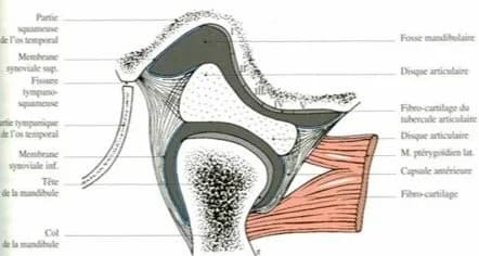 Schéma de l'articulation temporo-mandibulaire (ATM)